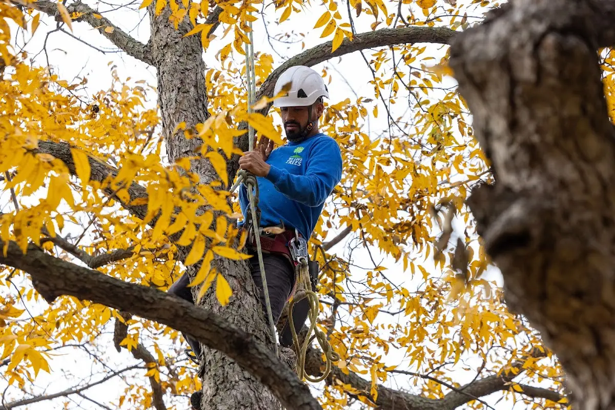 Skilled Tree Pruning crew working in Pearl City
