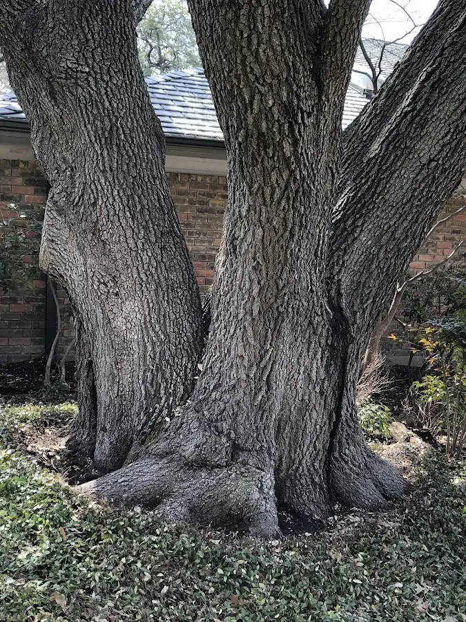 Mature heritage tree close to a Pearl City property cared for by certified arborists